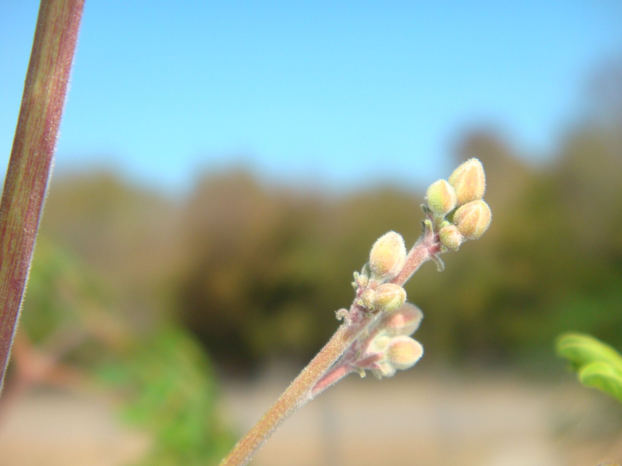 Moringa Tree flower buds. photo by libless on Garden Showcase