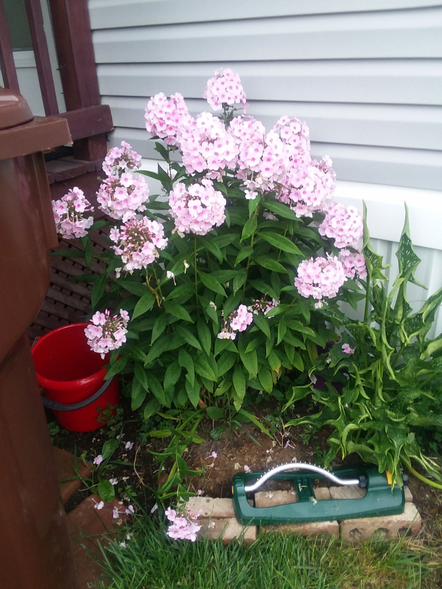 Tall Phlox, 2018 photo by Momsgardens1 on Garden Showcase