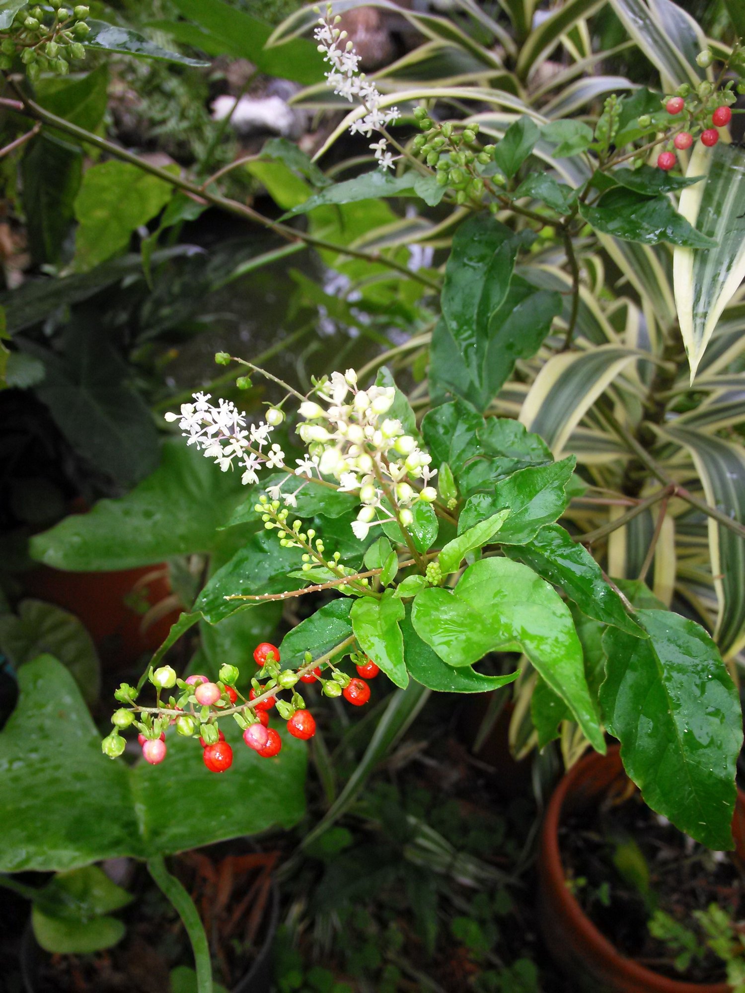 Rogue plant in pot