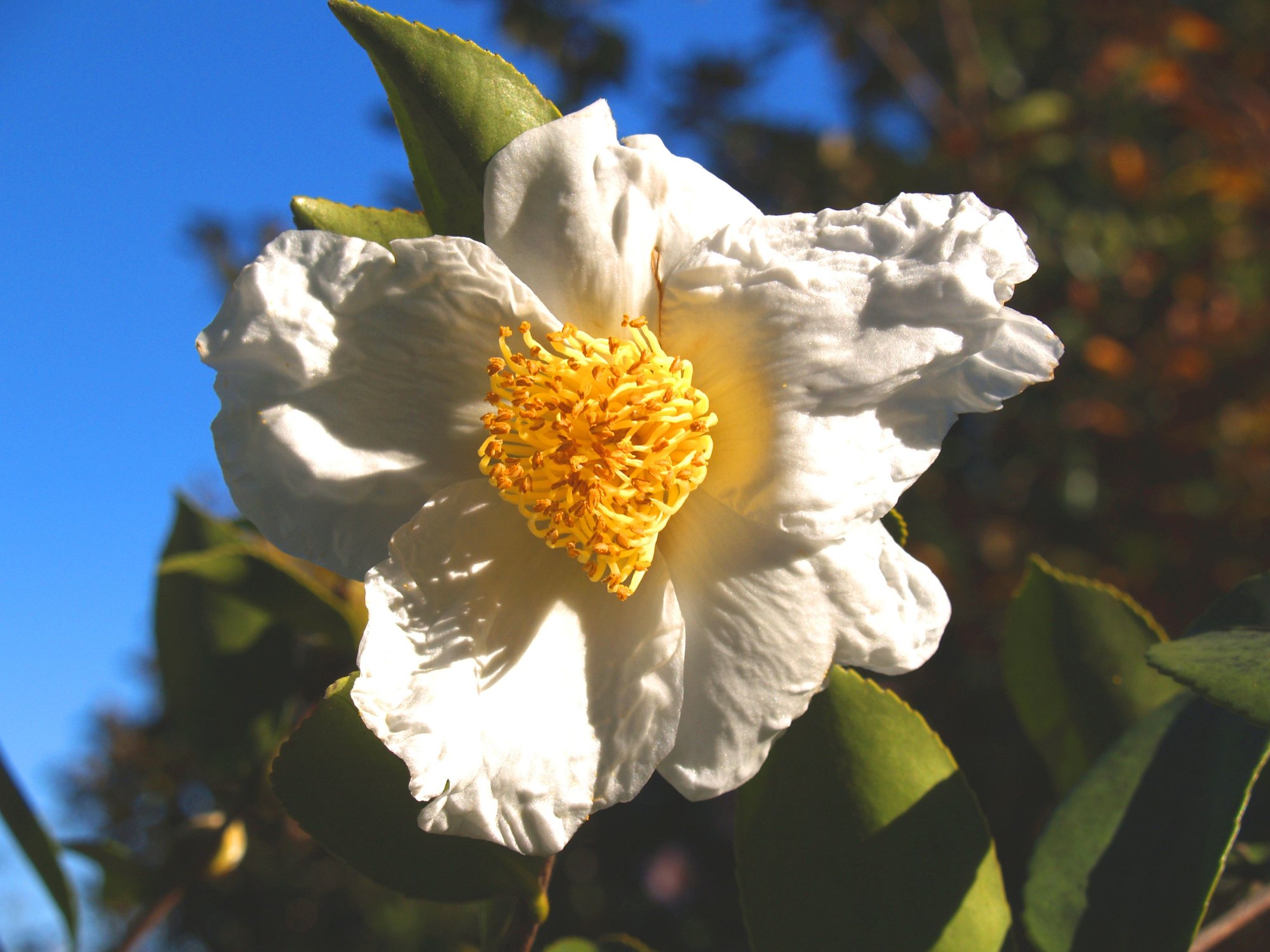 Northern Exposure Camellia