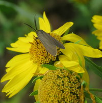 Yellow-collared Scape Moth on False Sunflower .. a fascinating visitor with wings .. check him out !