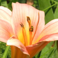 Winsome Lady Daylily - 2nd to bloom in garden (2015) - salmon pink/darker veins/yellow throat