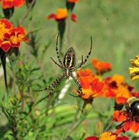 Argiope aurantia (Garden Spider) - a predator -- has cast her Orb midst the Marigolds .. so far, the large Carpenter Bees have avoided her trap .. smaller ones, not lucky .. Call her Miz Aggie ..
