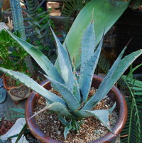 Agave vizconensis... no idea how cold hardy, but moving it anyway.