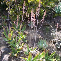Aloe zebrina- Huntington