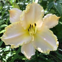 'Marque Moon' daylily