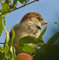 House Sparrow (Passer domesticus)