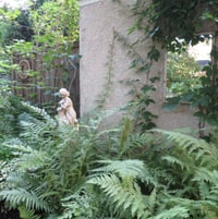 back garden, lady fern