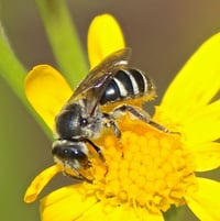 Lasioglossum species    Sweat Bee