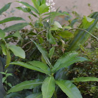 Pollia japonica flower and foliage.