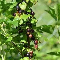 6.20.13 Ribes nigrum fruit is turning black.