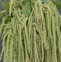 Amaranthus, Green Tails:  Ropes of lime-green, trailing blooms.Fantastic color and texture for fresh bouquets or large containers. When dried, the blooms turn from green to a light tan color that works well in fall arrangements. Common names include amaranth and tassel flower. Ht. 36–60".