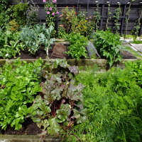 Vegetable garden