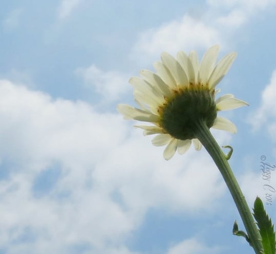 Marguerite - Daisy -  Argyranthemum (arr jer RAN the mum) -