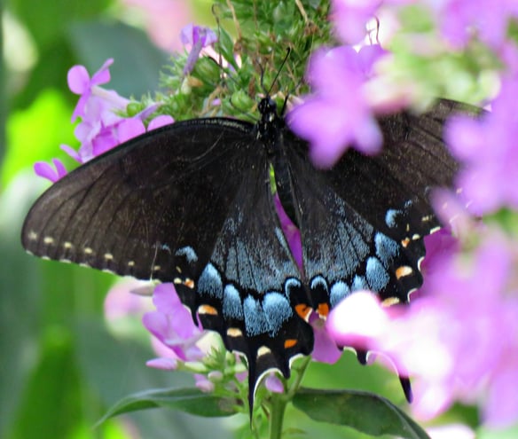 Black Swallowtail (Papilio polyxenes) female ..