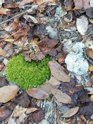 More lovely forest floor color and designs. Moss or fungi. Name anyone?