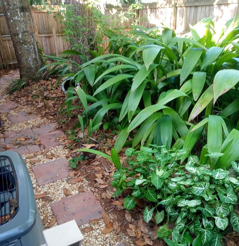 This is another path leading from the front gate to the patio.  Florida palm grass proliferates here, alongside some arrowhead syngonium.