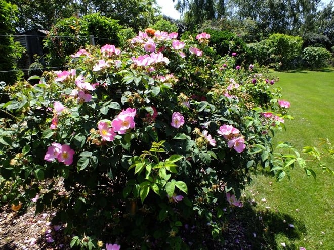 Gallica Rose 'Complicata' Introduced by Jules Gravereaux, France 190