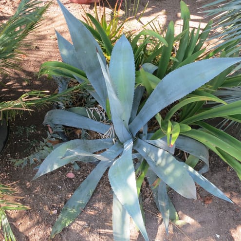 Agave tequiliana Weber Blue- sucker from original plant which I have long since given away.  Growing more slowly in the clay soil of the front yard.  Nasty plant- very unfriendly.