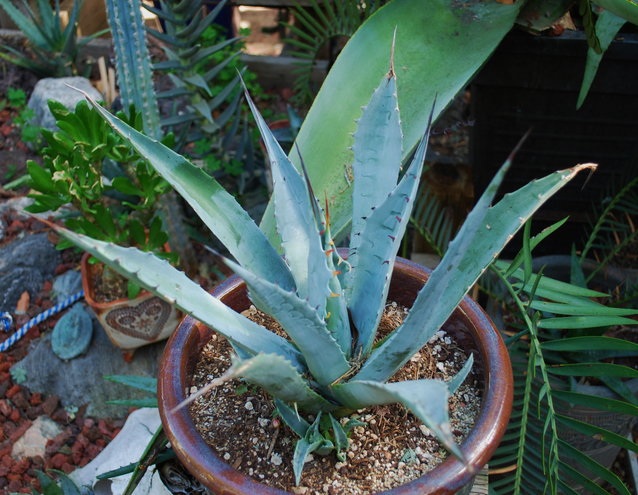 Agave vizconensis... no idea how cold hardy, but moving it anyway.