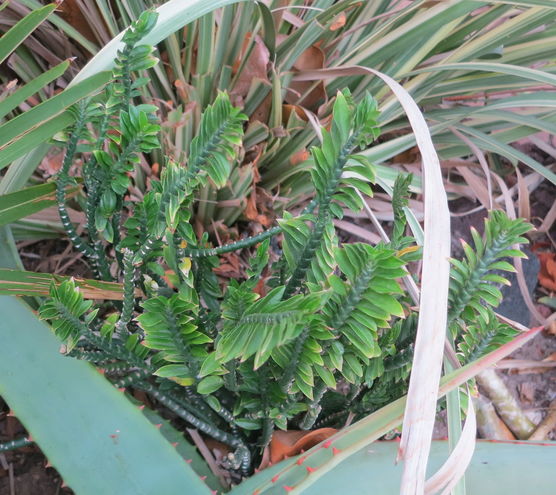Euphorbia tithymioides (aka Pedilanthus)