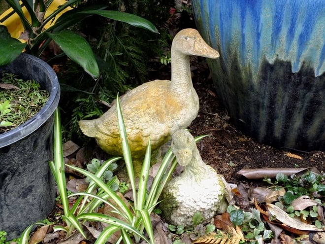 Garden Ducks  Art