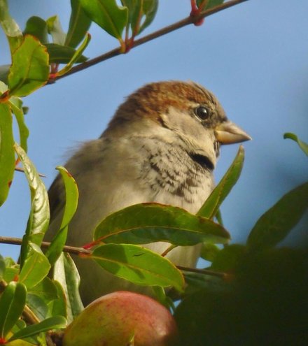 House Sparrow (Passer domesticus)