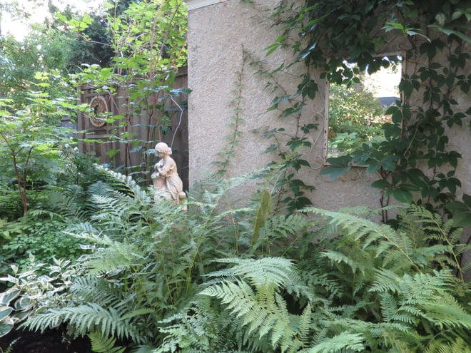 back garden, lady fern