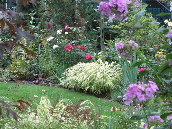 front garden: roses, hakone grass, phlox