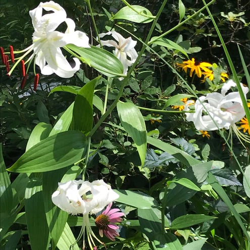 Lilium speciosum in front garden