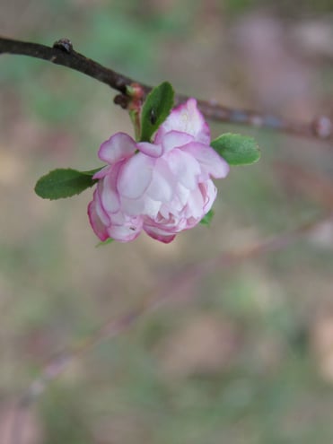 Flowering Almond bloom - warm weather is causing many things to bloom ..