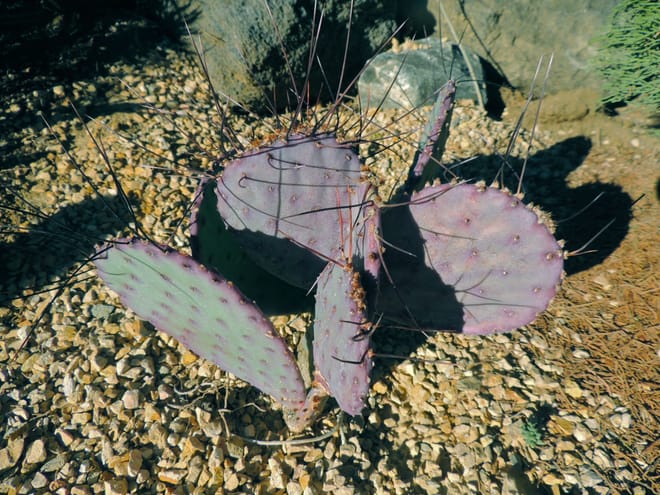 Opuntia gosseliana is a species I know does OK here since I see them in other's gardens