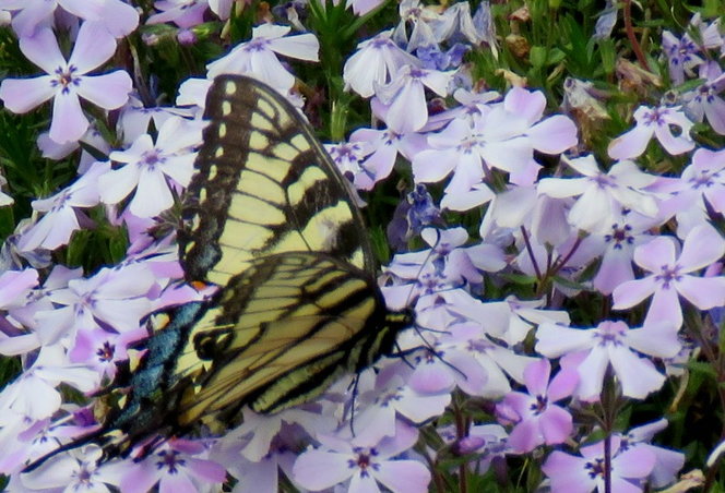 Eastern Tiger Swallowtail on Creeping Phlox - one of the 1st of this year