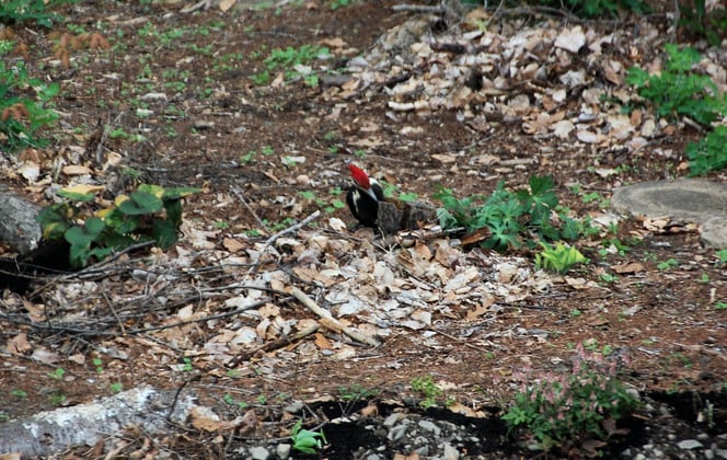April 29th Again the Pileated Woodpecker is cleaning up and eating the bugs from the fallen trees.
