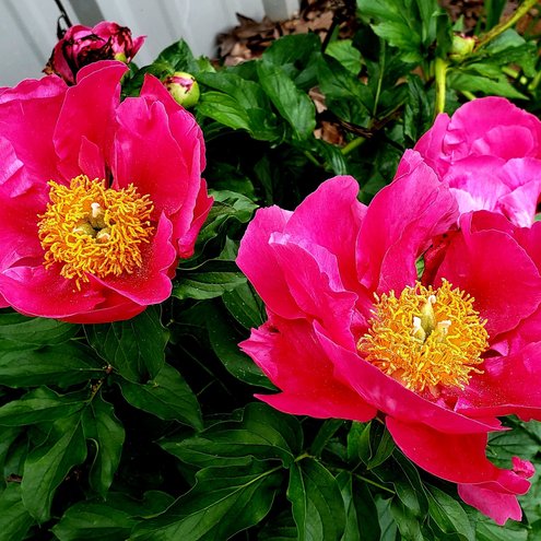 Paula Fay Peony photo by cottageplots on Garden Showcase