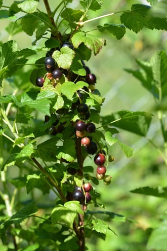 6.20.13 Ribes nigrum fruit is turning black.