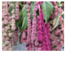 Amaranth, "MIRA":  unique amaranth variety has bi-colored green and rose tinted rope-like blooms that add a stunning texture to bouquets. Long, thick pendulous tassels resemble cascading dreadlocks, perfect for dramatic arrangements.Details:Plant type: annualHeight: 40-45”Site: full sunDays to maturity: 65-75 daysPlant spacing: 12”Pinch: when 12” tallApprox seeds per packet: 50How to Grow:Start seed indoors in trays 4-6 weeks before last frost; transplant out after all danger of frost has passed