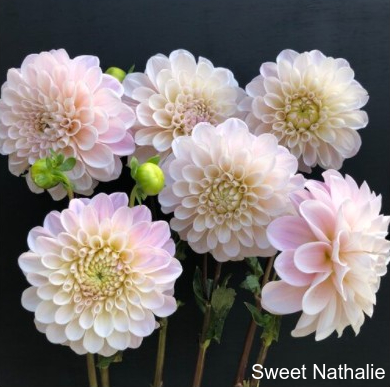 Sweet Nathalie:  5"/3.5ft FD Light Blend Blush; better blooms when cooler. Considered the 'little sister' to Cafe au' Lait. Stanley Johnson Award. Southern Garden Approved.  <--Little Sister to Cafe au' Lait  90/avg.