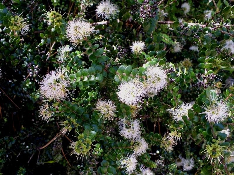 White Climbing Rata (Metroside... photo by RosinaBloom on Garden Showcase