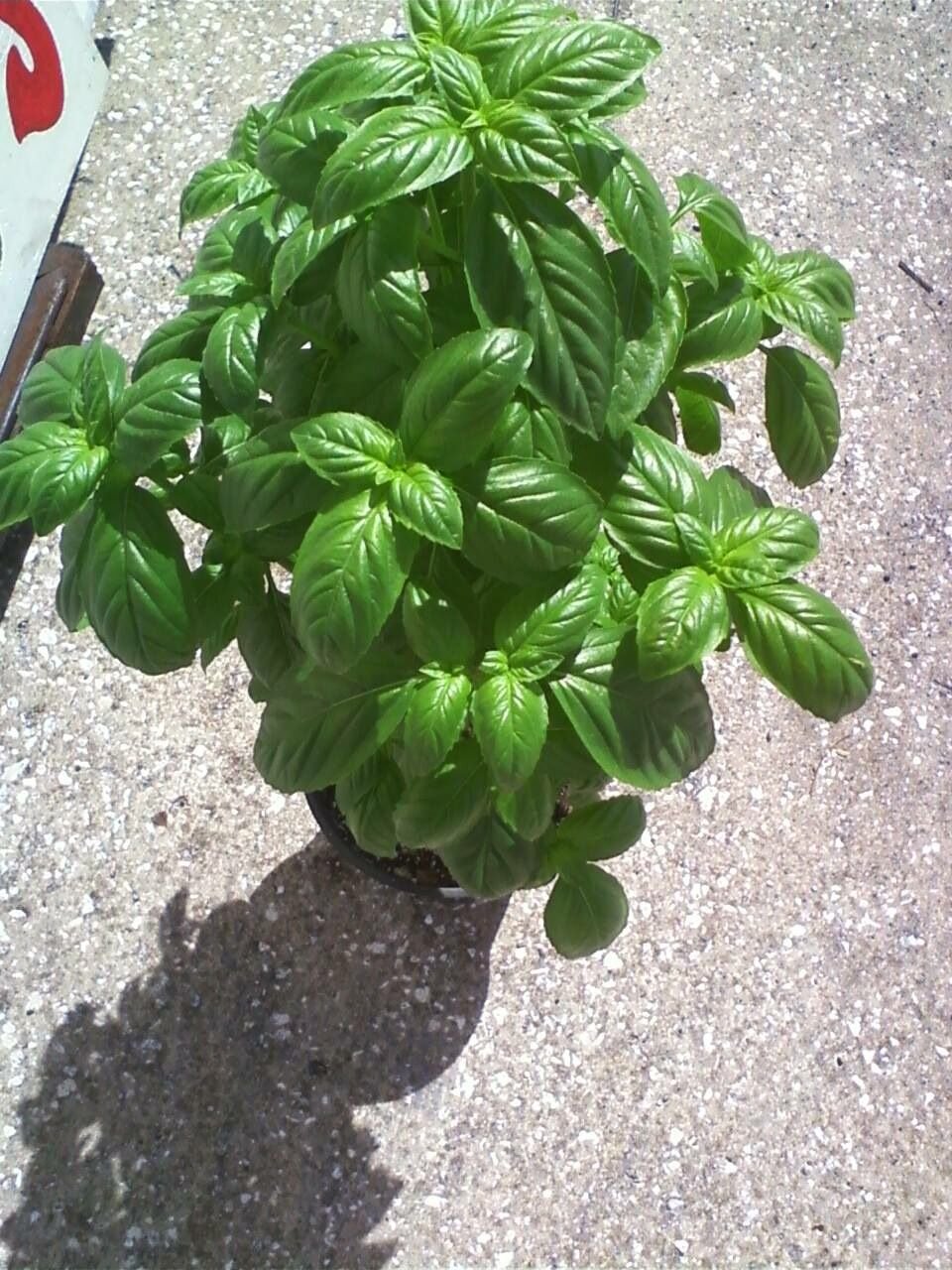 Basil at desired height and "g... photo by Joseph_humus on Garden Showcase