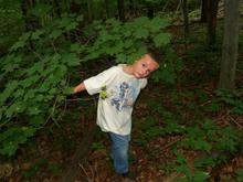 summer Chase in the woods