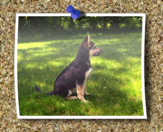 Zoey our German Shepherd Puppy