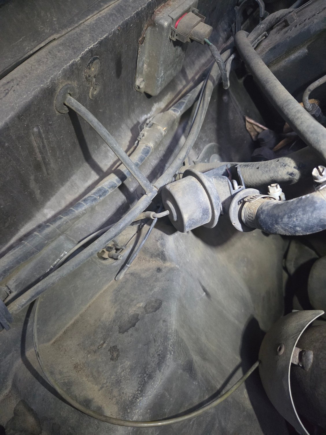 Notice the chewed tubes