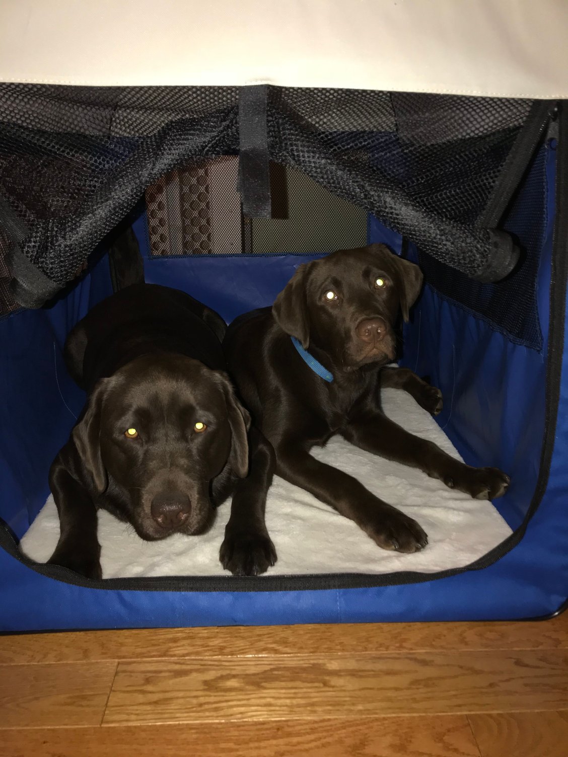 F150’s and your Dogs Ford F150 Forum Community of Ford Truck Fans