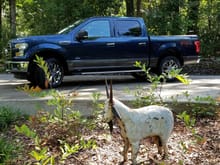 Truck with Goat!
