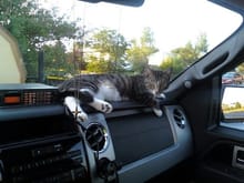 Even the cat likes the new pickup