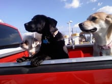My baies LOVE going for a ride in mommies truck.