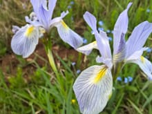 Ever seen a wild mountain Iris ???