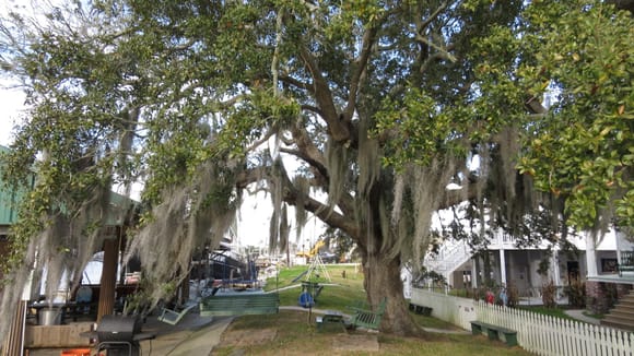 Spanish moss hanging from trees everywhere.