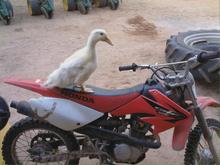 Duck riding a bike